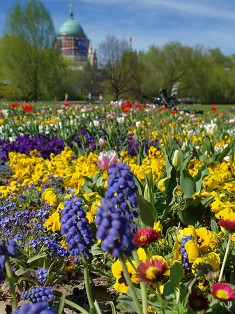 Blumen - Brandenburg (Potsdam)