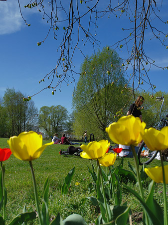 Blumen - Brandenburg (Potsdam)