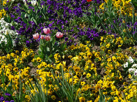 Blumen - Brandenburg (Potsdam)