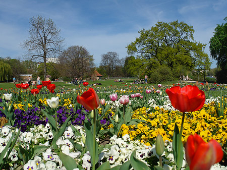 Blumen - Brandenburg (Potsdam)