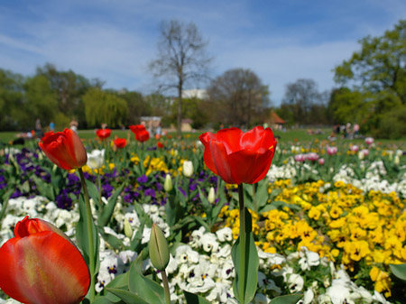 Blumen - Brandenburg (Potsdam)