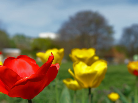 Blumen - Brandenburg (Potsdam)