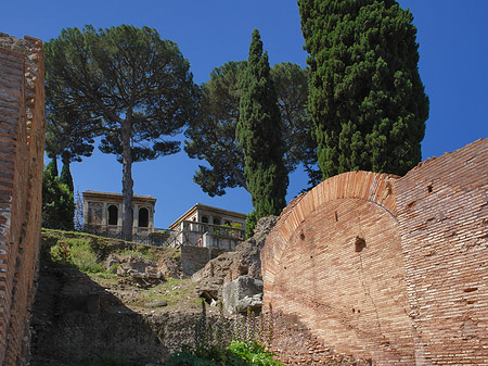 Bäume im Forum Romanum - Latium (Rom) (Rom)